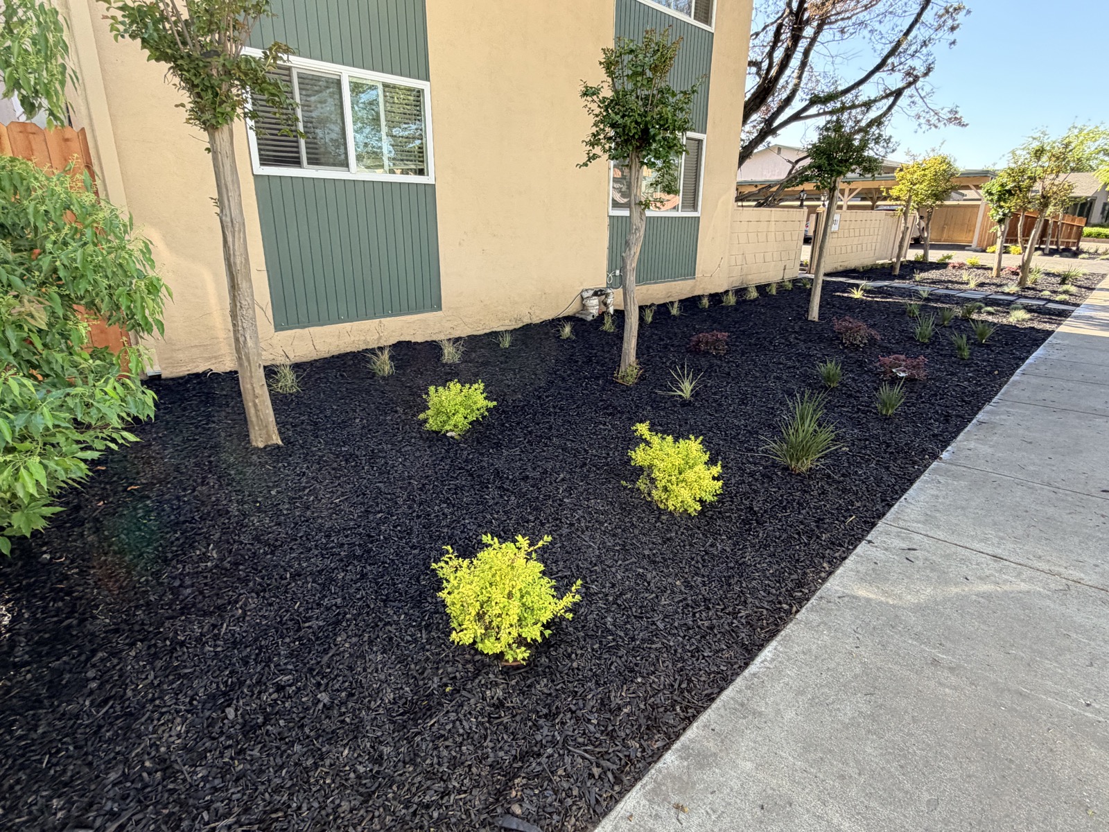 Fresh landscape planting with trees, shrubs, grasses, and dark mulch
